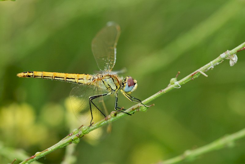 Sympetrum con flash